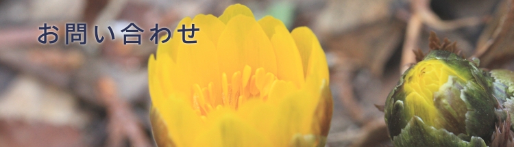 �C�[�O���n�E�X ���₢���킹